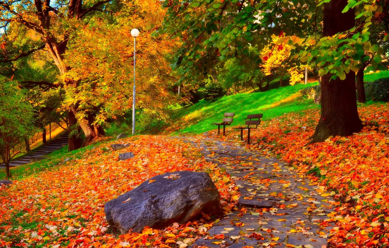 Photo wallpaper leaves, trees, Park, Autumn, track, falling leaves, benches, trees