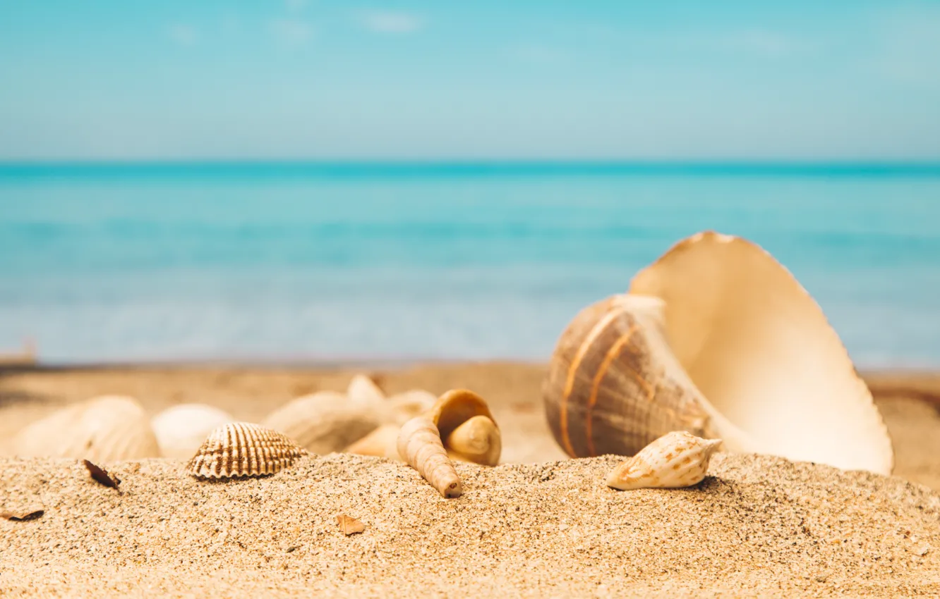 Photo wallpaper sand, sea, beach, summer, shell, summer, beach, sand