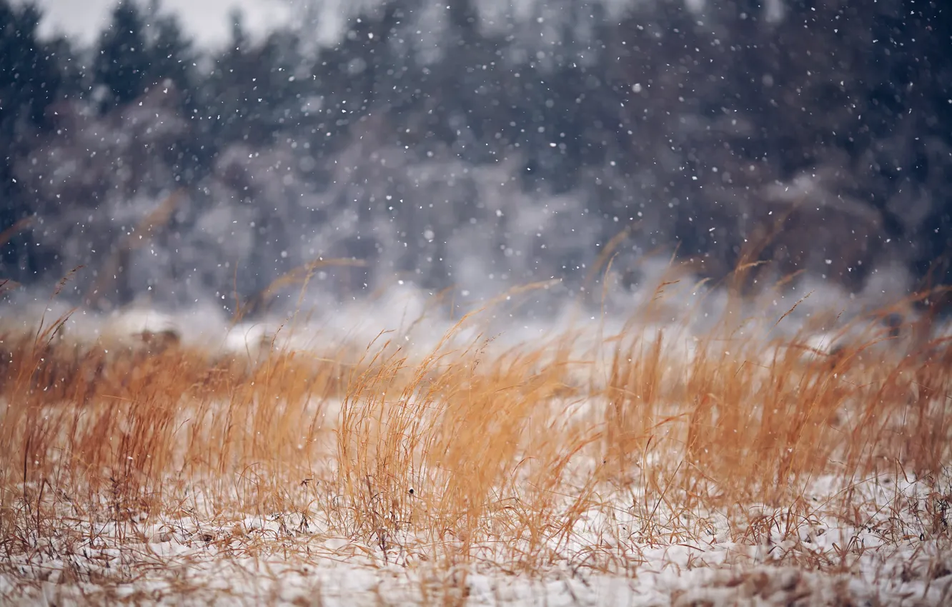 Photo wallpaper winter, field, grass, nature