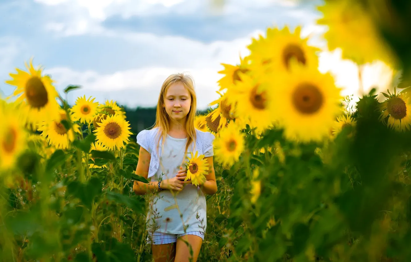 Photo wallpaper field, summer, sunflowers, flowers, girl