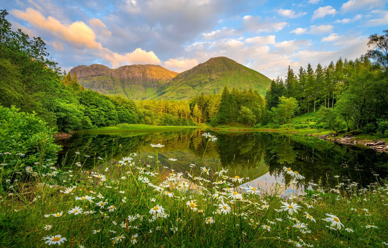 Photo wallpaper greens, field, forest, summer, clouds, flowers, mountains, lake