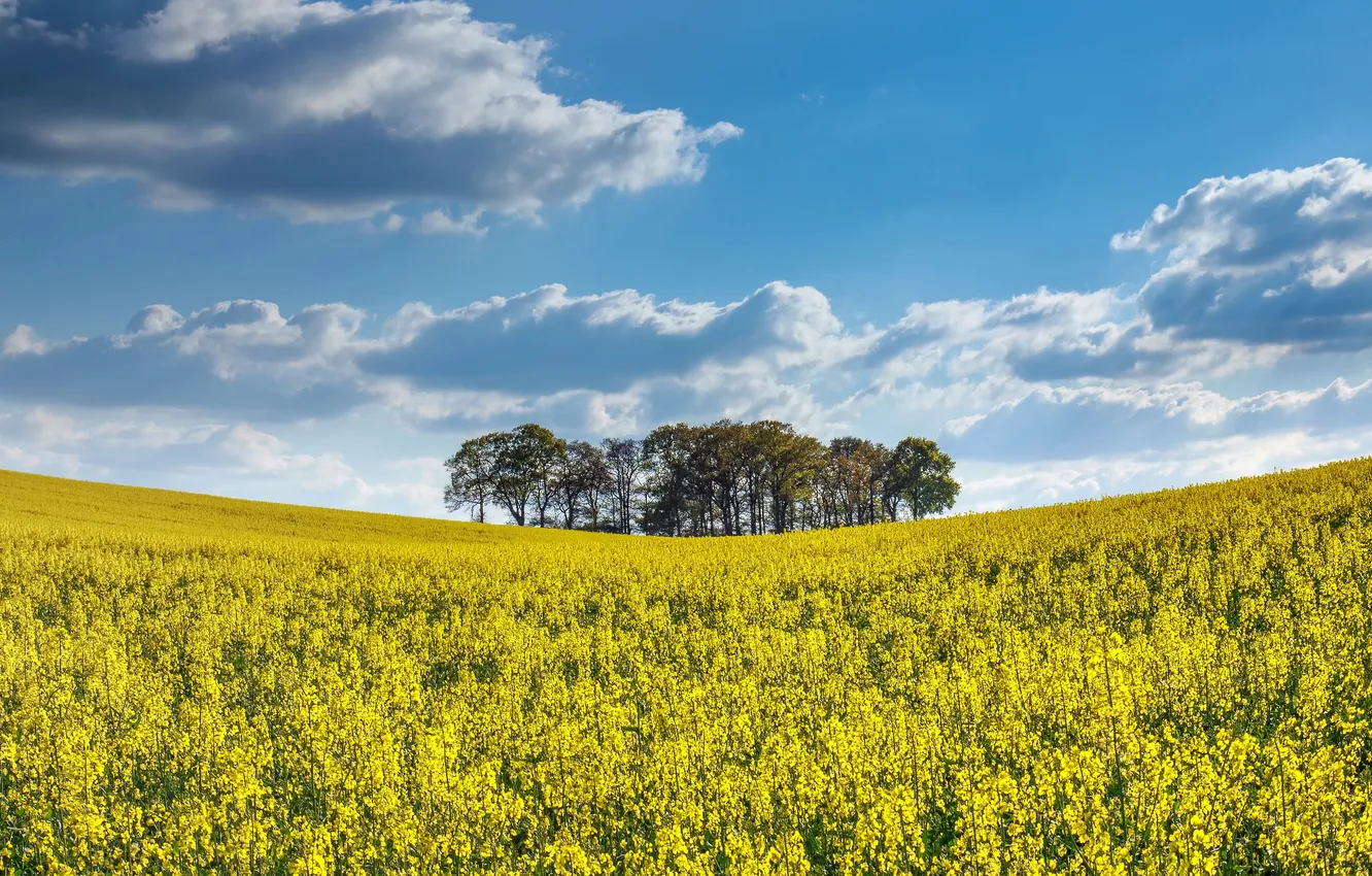 Photo wallpaper summer, rape, field