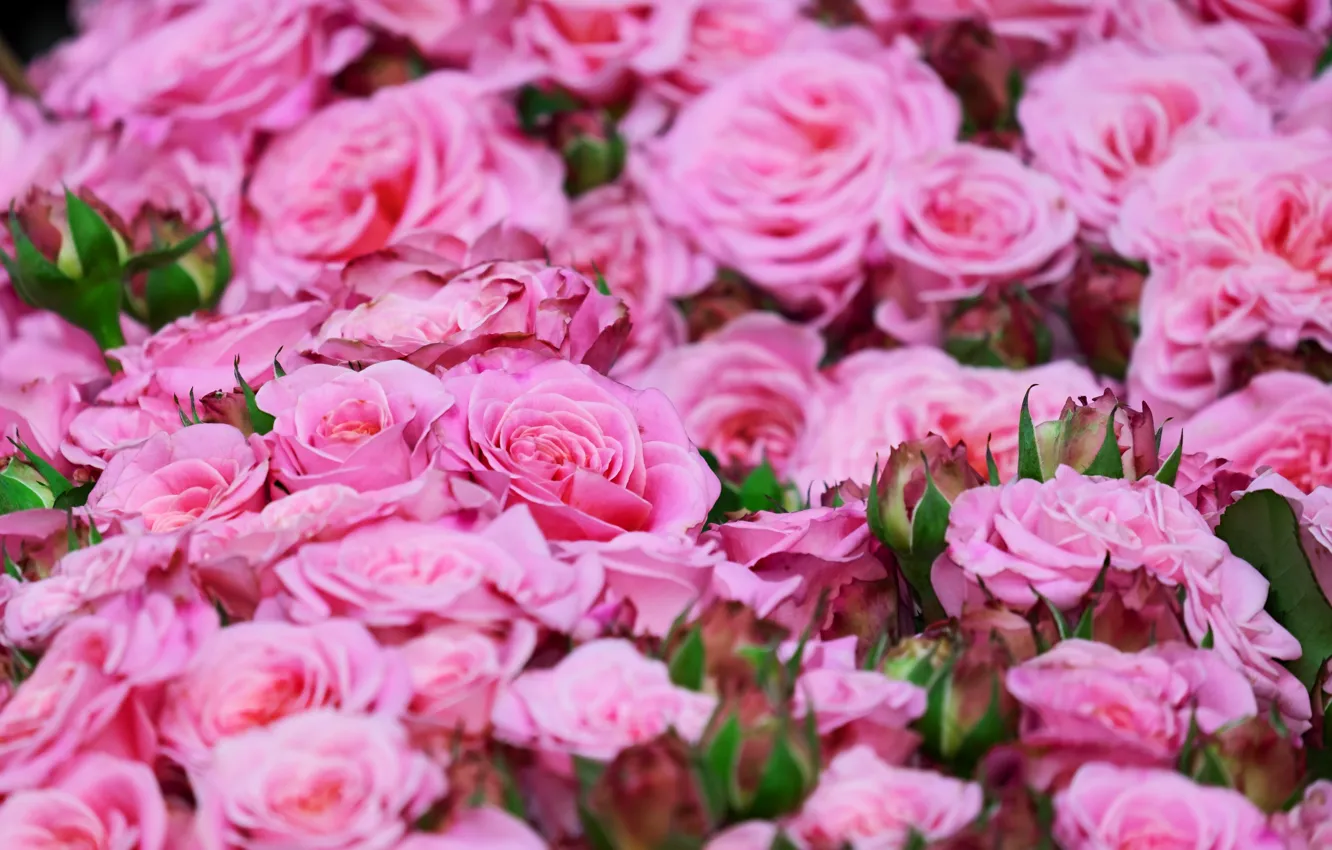 Photo wallpaper roses, pink, a lot, roses, rosebuds