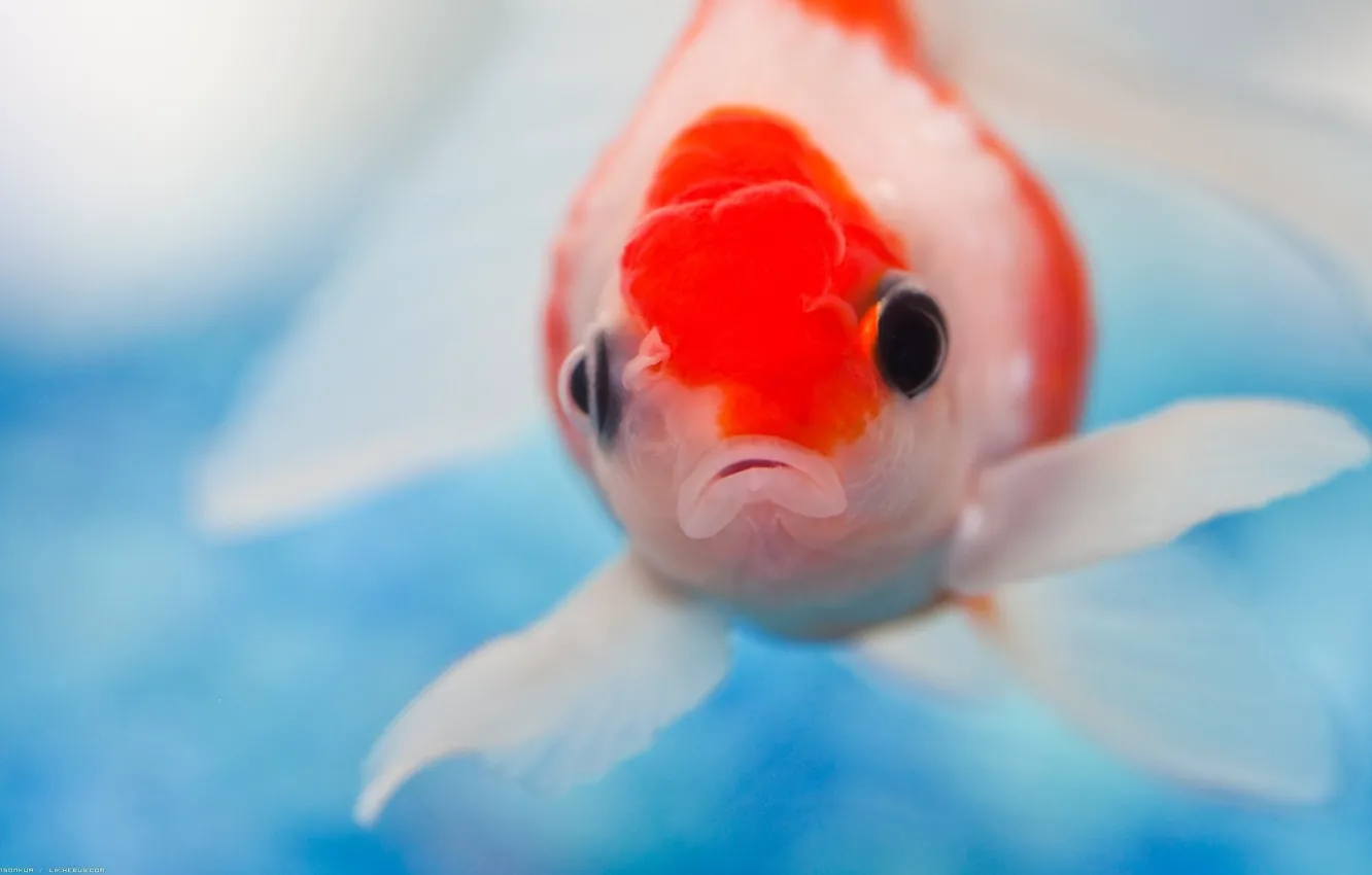 Photo wallpaper eyes, fish, mouth, spot