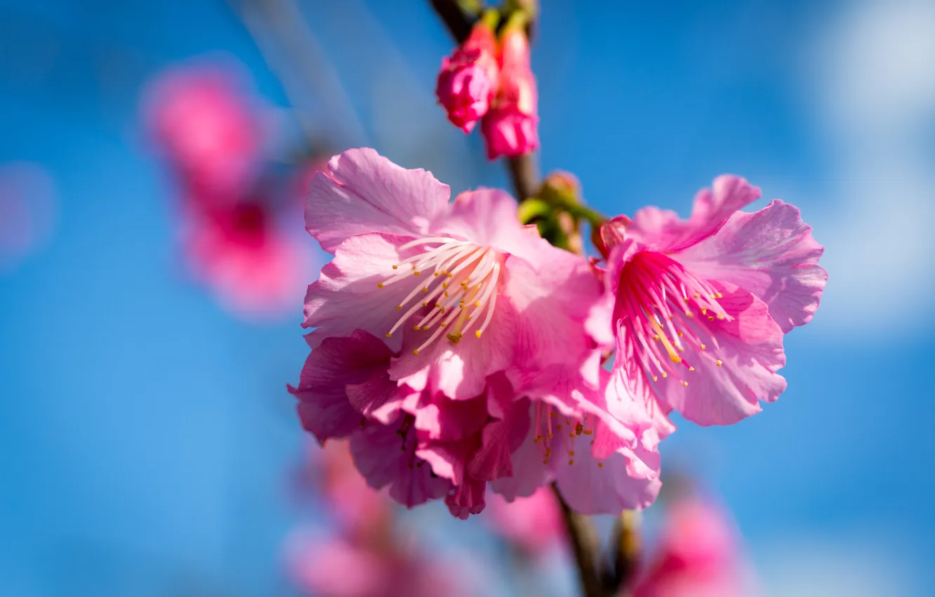 Photo wallpaper flowers, spring, Sakura