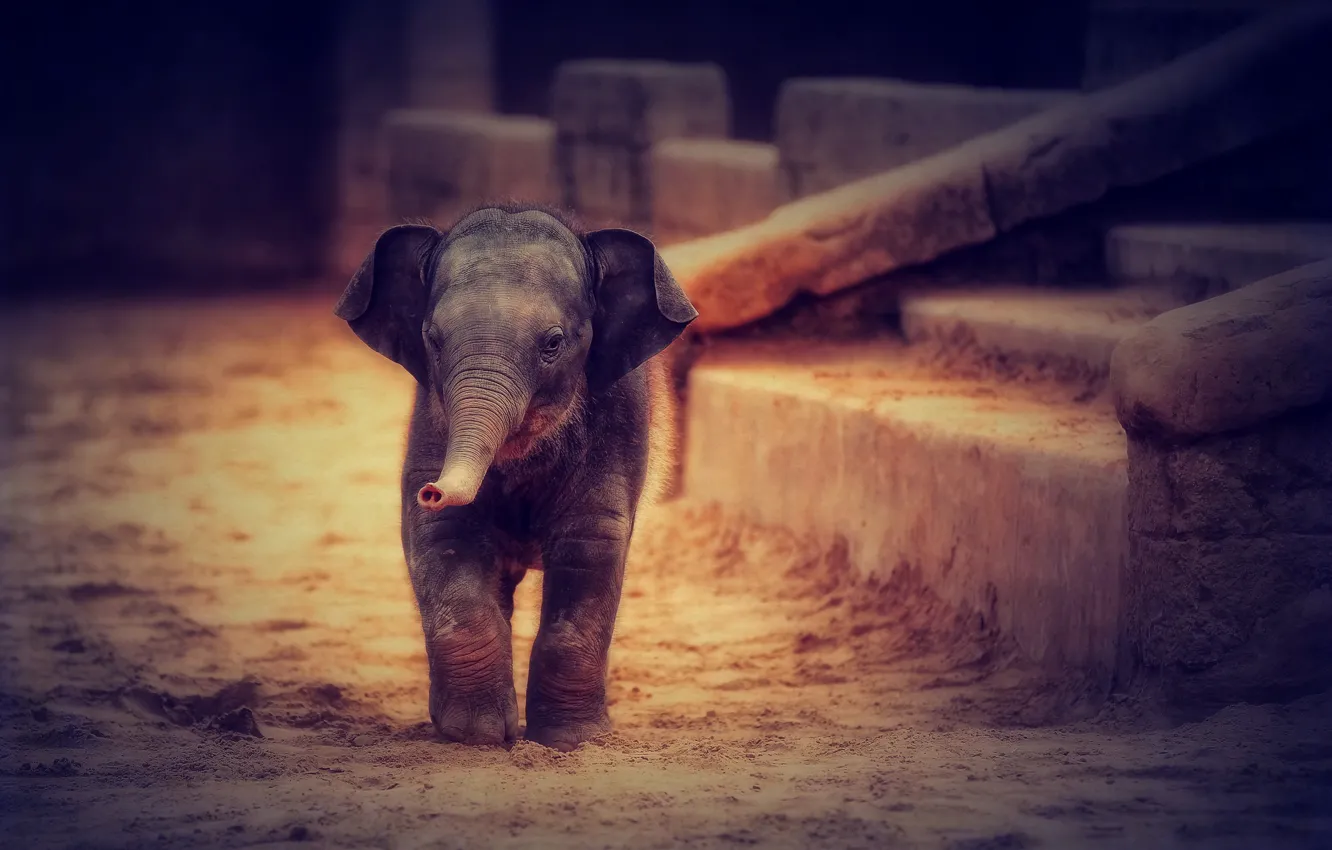 Photo wallpaper ears, trunk, elephant