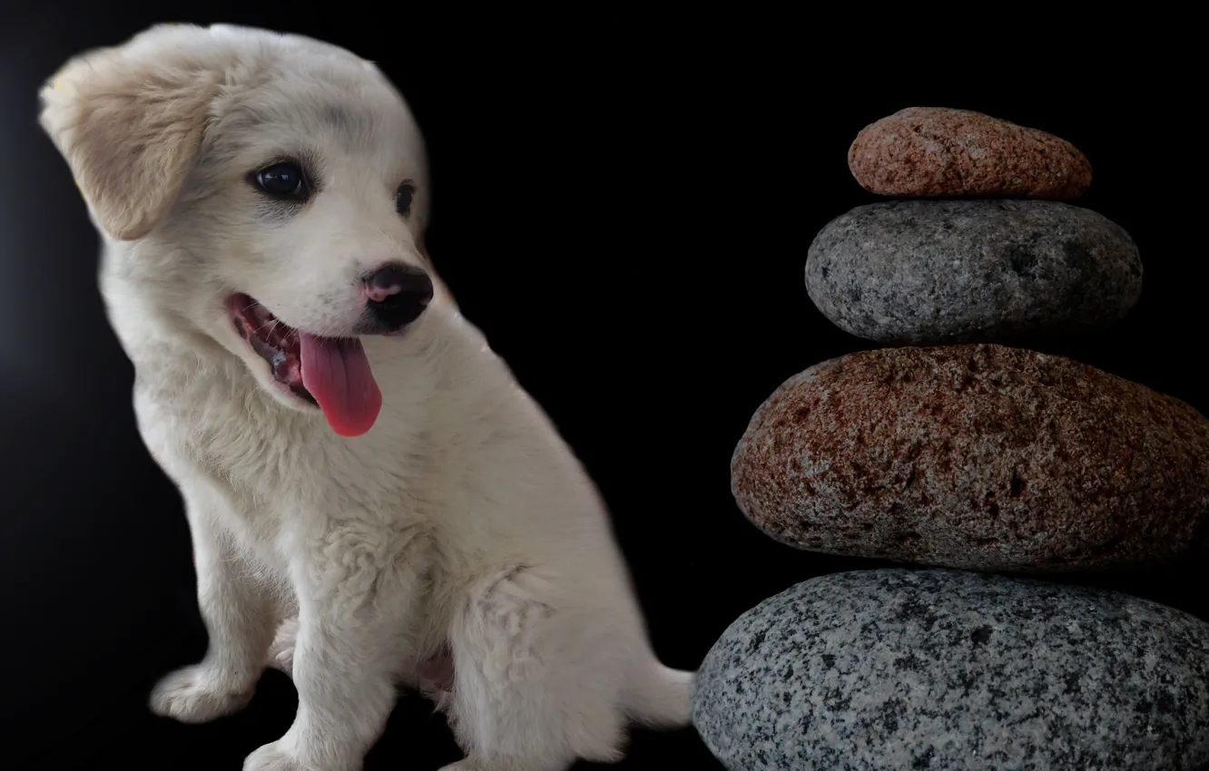 Photo wallpaper stones, dog, puppy
