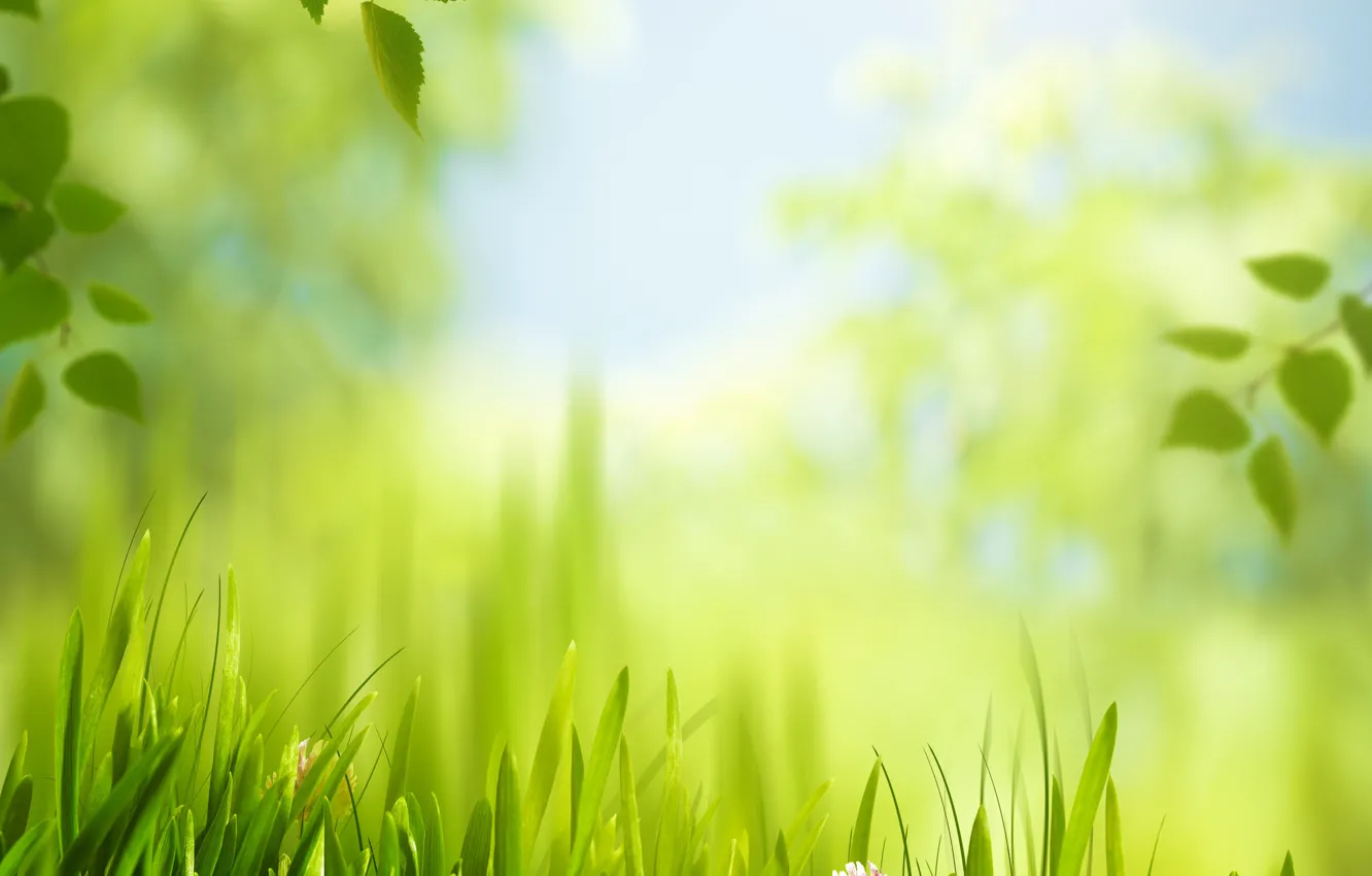Photo wallpaper grass, leaves, the sun, meadow