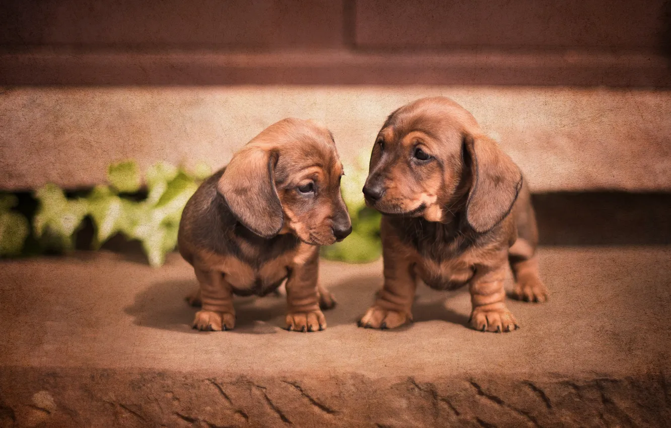 Photo wallpaper dogs, puppies, Dachshund, a couple, twins