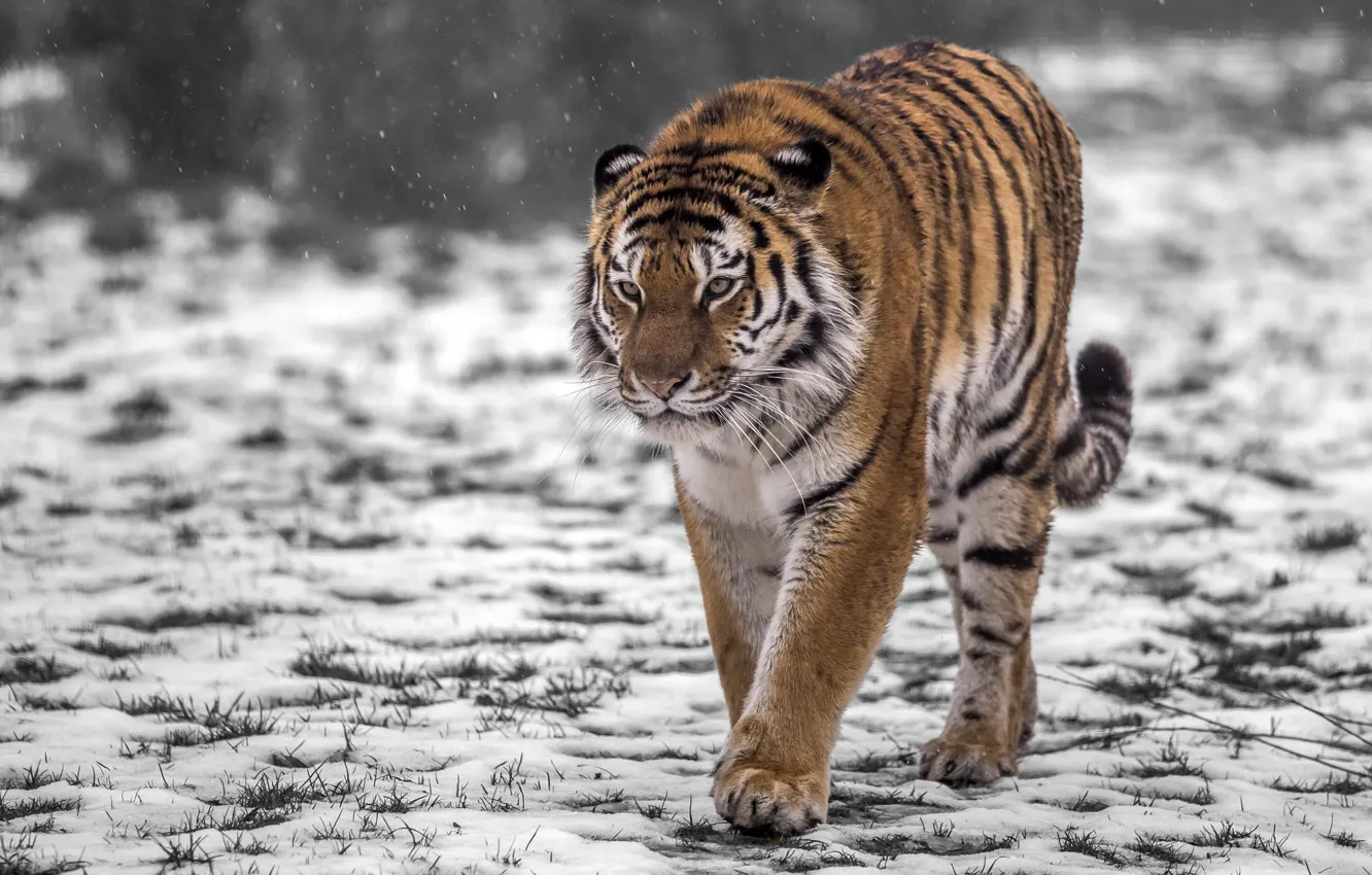Photo wallpaper snow, tiger, predator