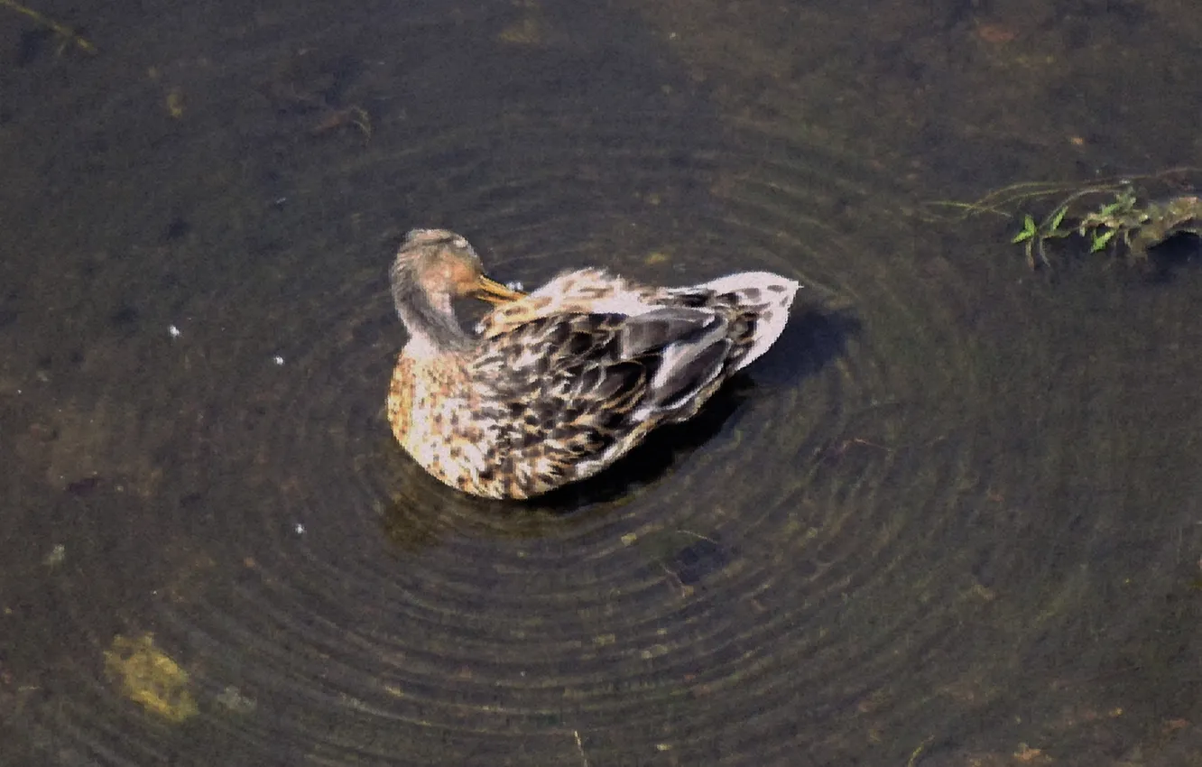 Photo wallpaper summer, bird, duck