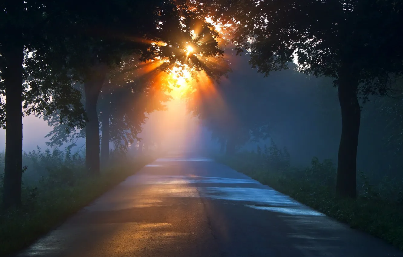 Photo wallpaper road, forest, the sun, fog, morning