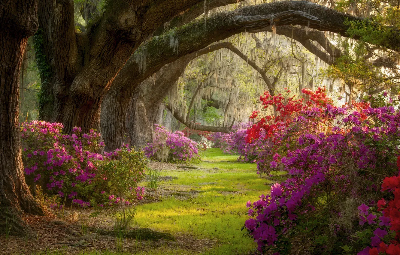 Photo wallpaper trees, Park, South Carolina, flowering