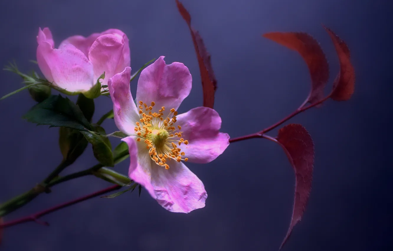 Photo wallpaper flowers, nature, background