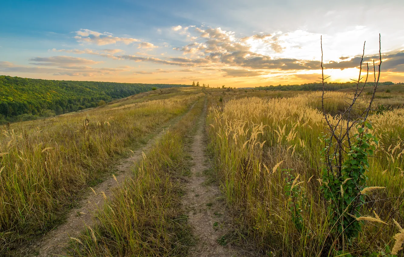 Photo wallpaper road, field, forest, sunset, nature