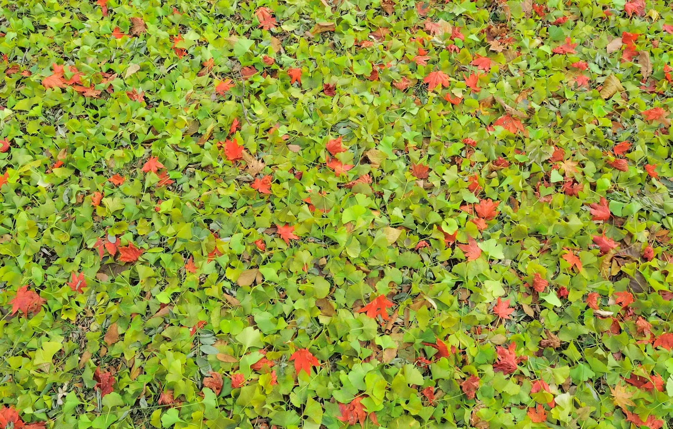 Photo wallpaper autumn, leaves, nature, foliage, texture, Nakajima-Koen Park