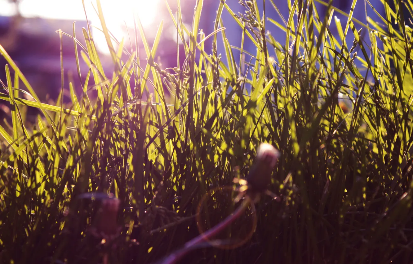 Photo wallpaper grass, nature, glare