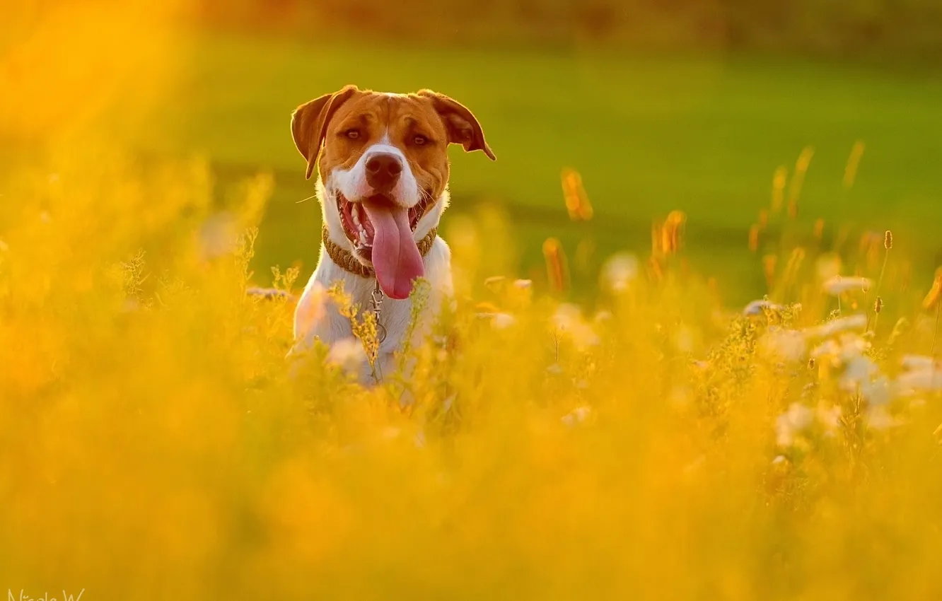 Photo wallpaper summer, look, each, dog