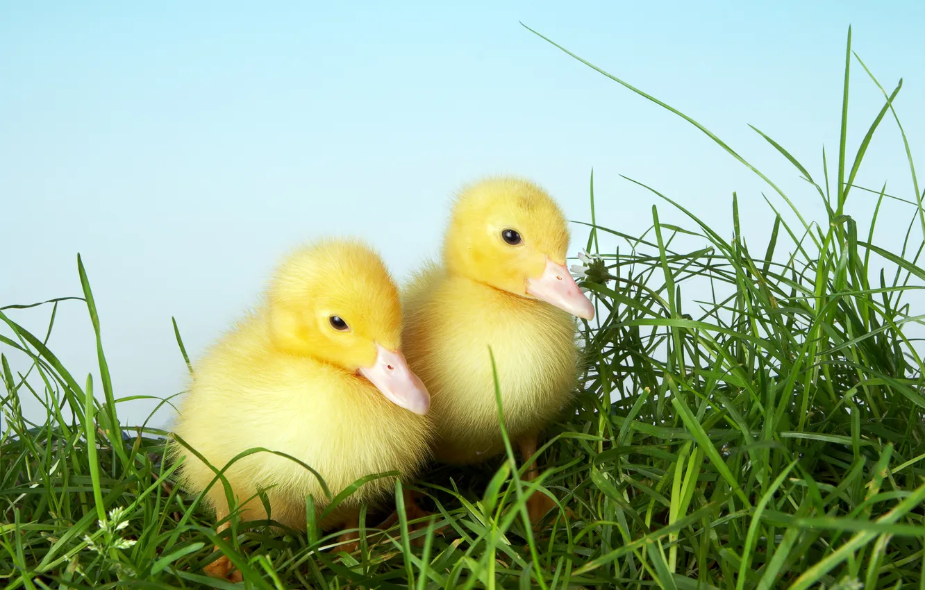 Photo wallpaper grass, stay, Ducklings