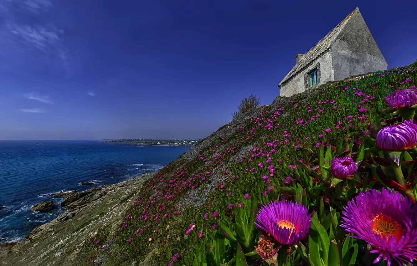 Photo wallpaper sea, summer, the sky, flowers, blue, shore, bright, home