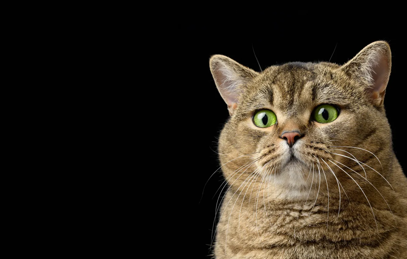 Photo wallpaper cat, cat, look, face, grey, portrait, black background, striped