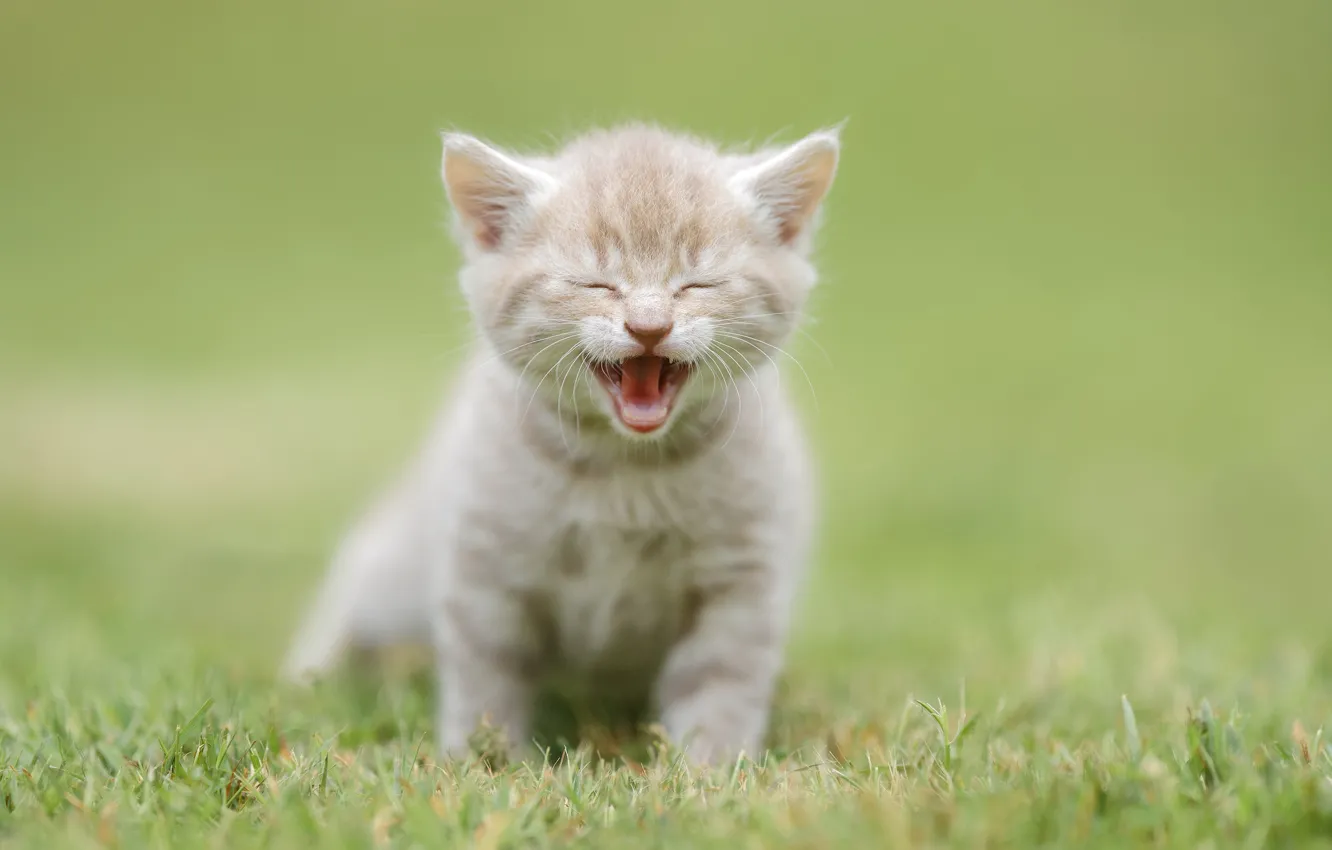 Photo wallpaper baby, kitty, meows