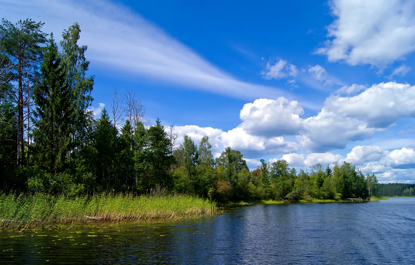 Photo wallpaper forest, summer, the sky, clouds, trees, river