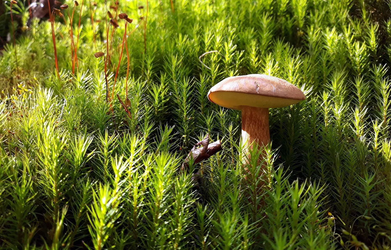 Photo wallpaper macro, mushroom, moss