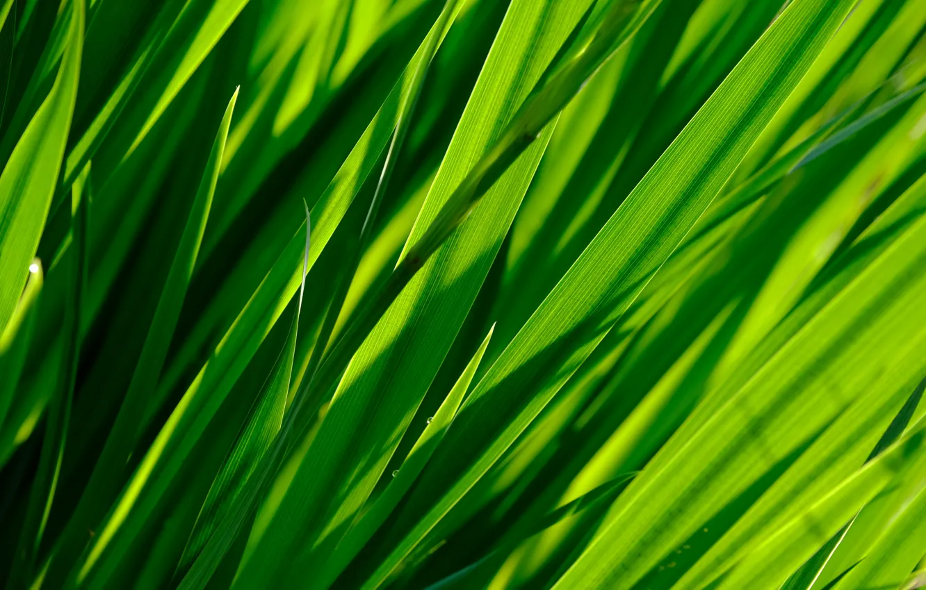 Photo wallpaper greens, grass, macro