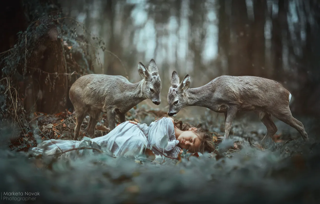 Photo wallpaper forest, sleep, girl, deer, sleeping, Marketa Novak