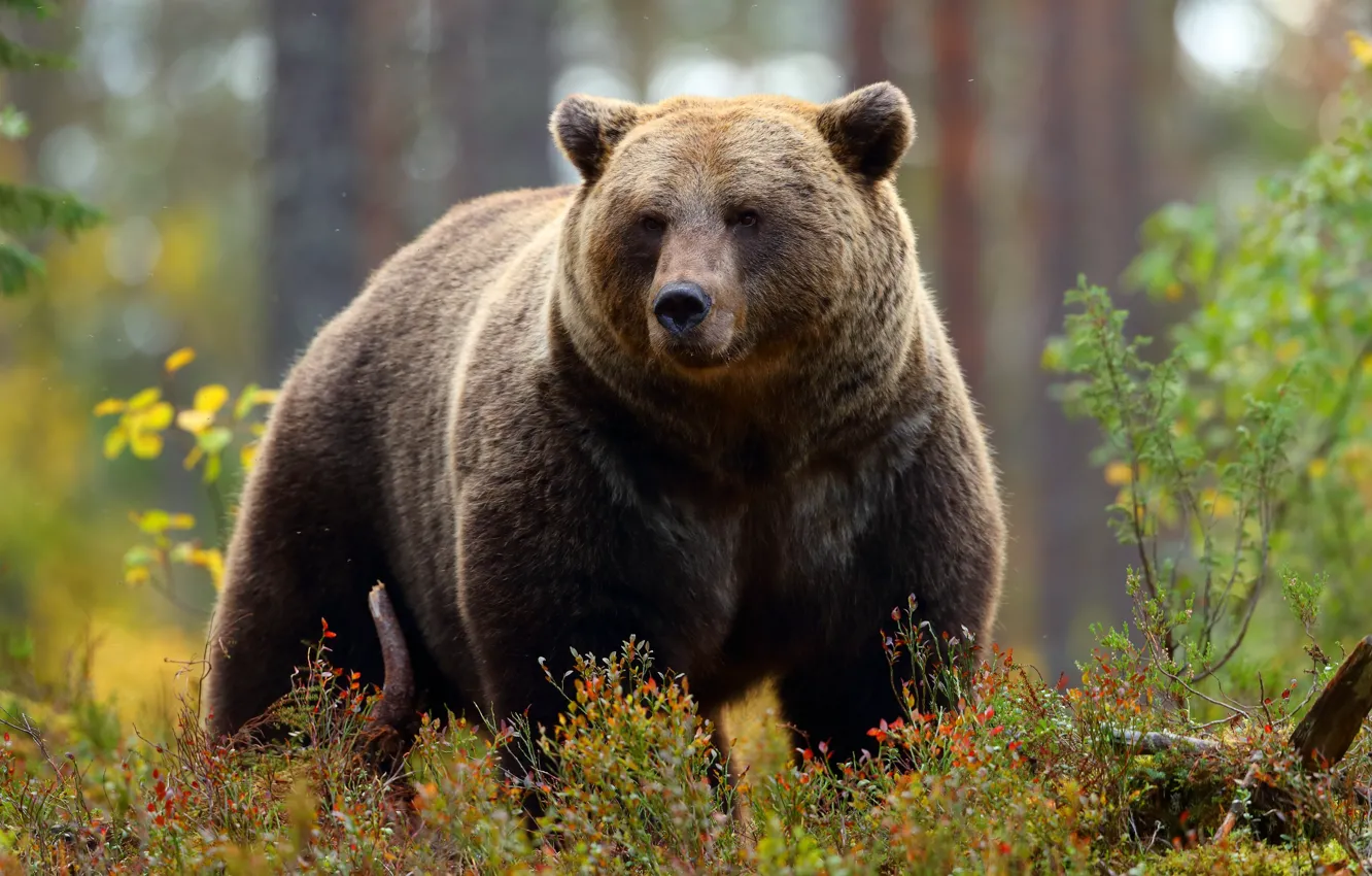 Photo wallpaper forest, power, power, bear