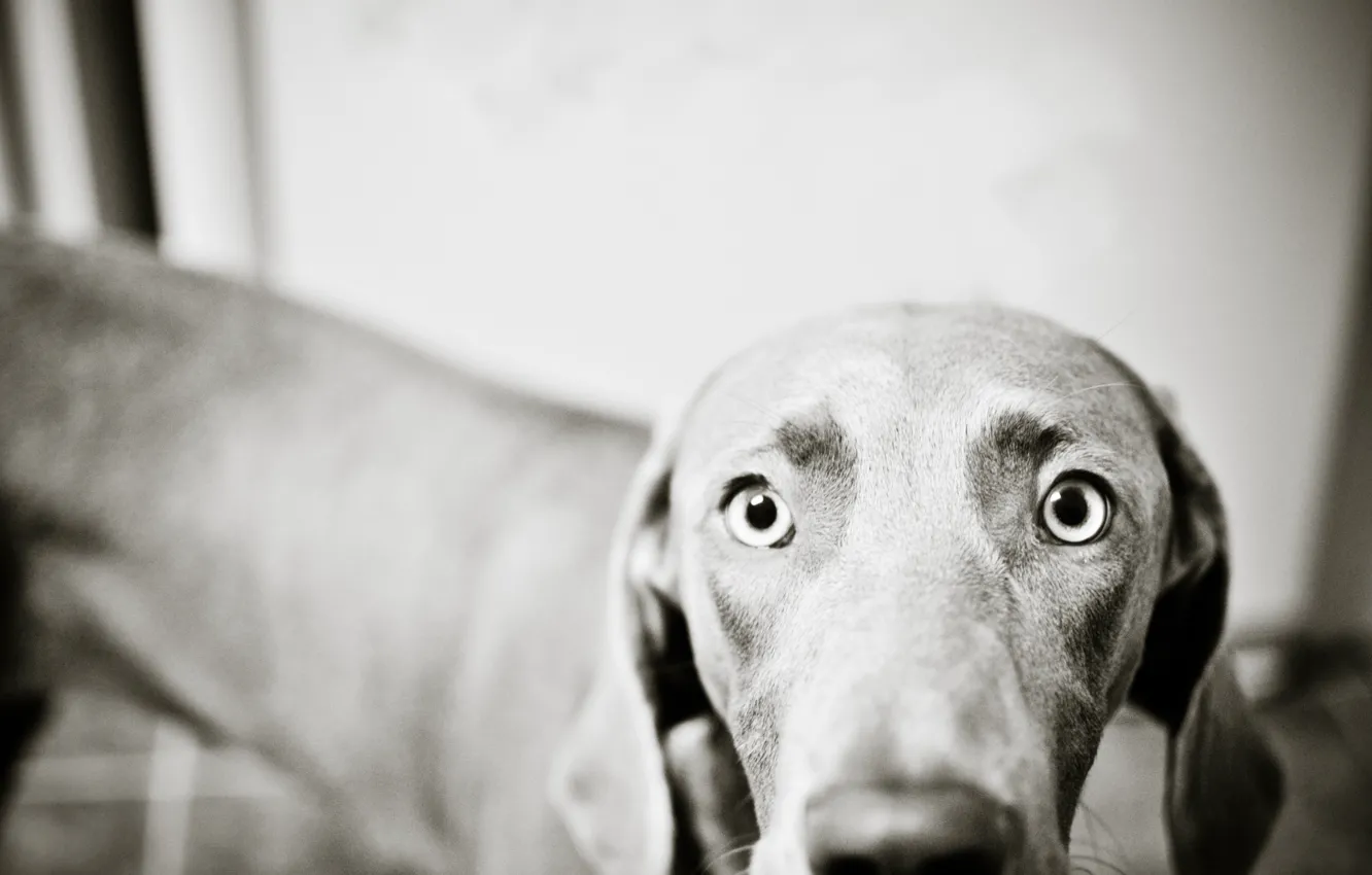 Photo wallpaper eyes, photo, surprise, dog
