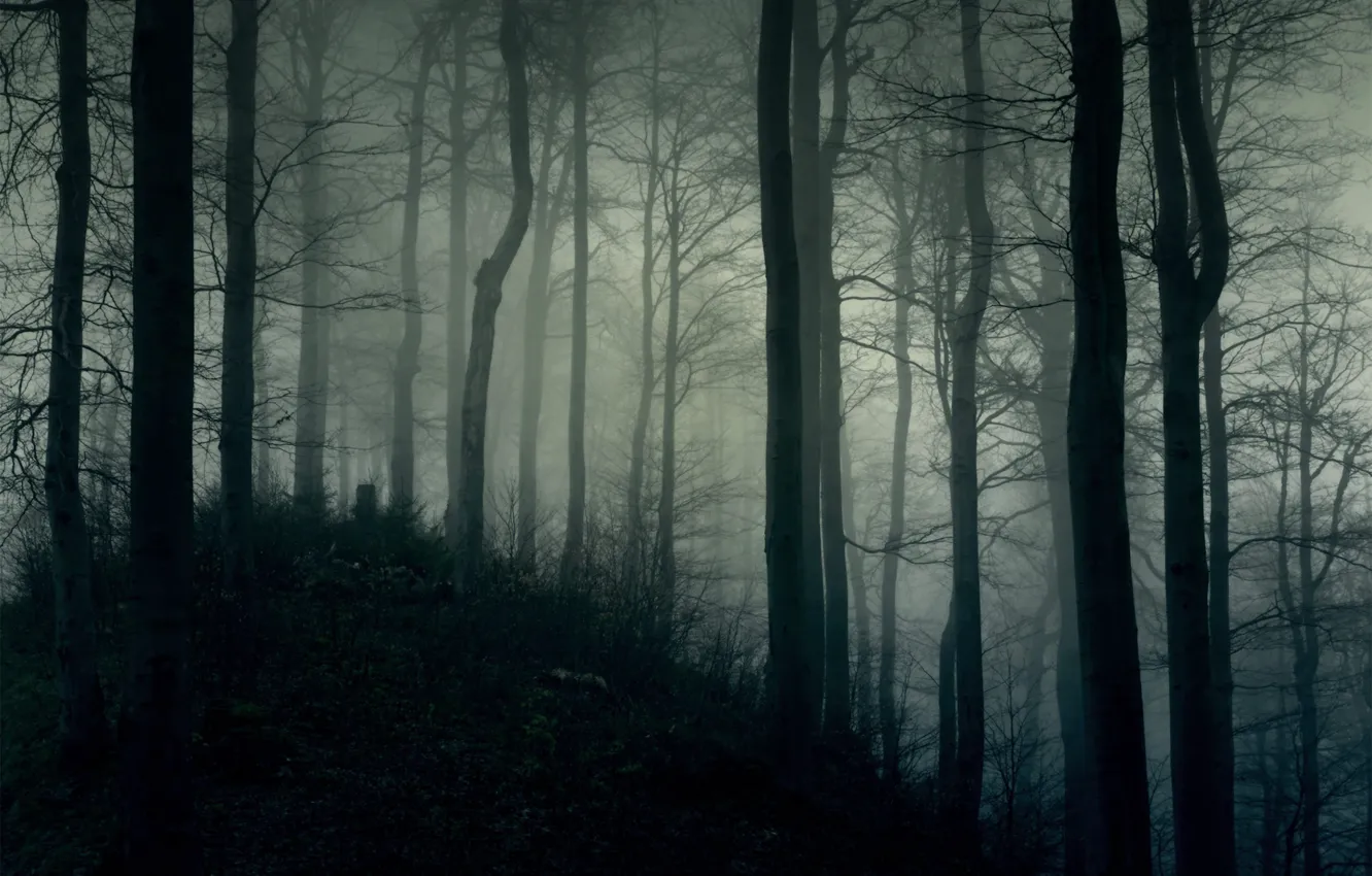 Photo wallpaper forest, trees, nature, fog