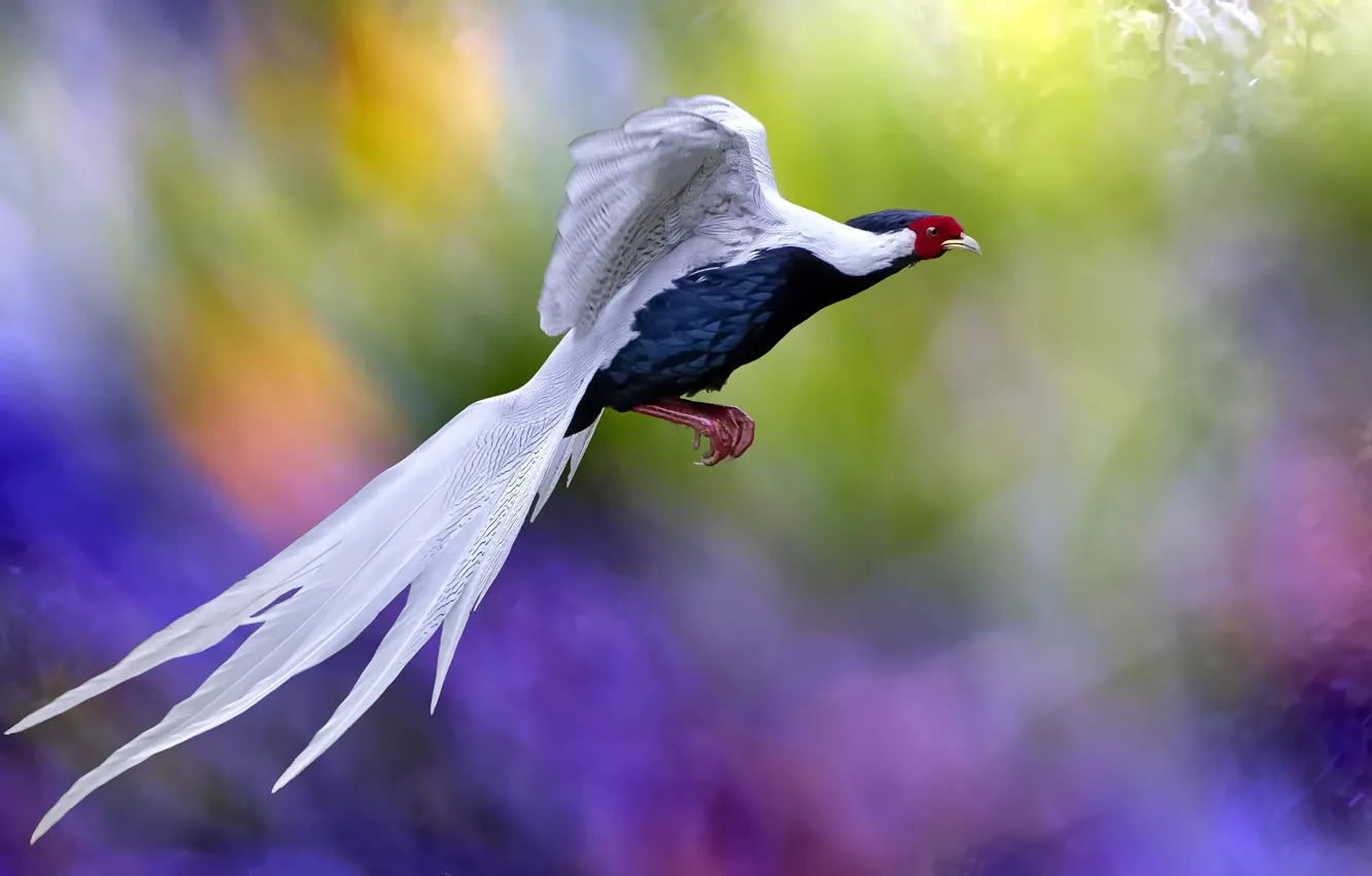 Photo wallpaper flight, bird, tail, bright colors, bokeh, bright plumage, exotic, rainbow background