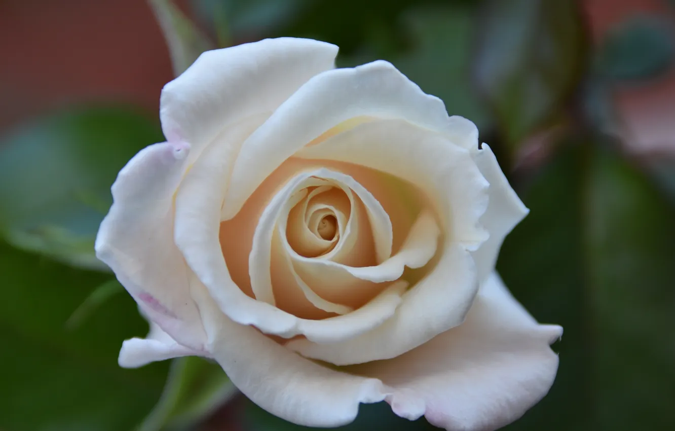 Photo wallpaper white, roses, petals
