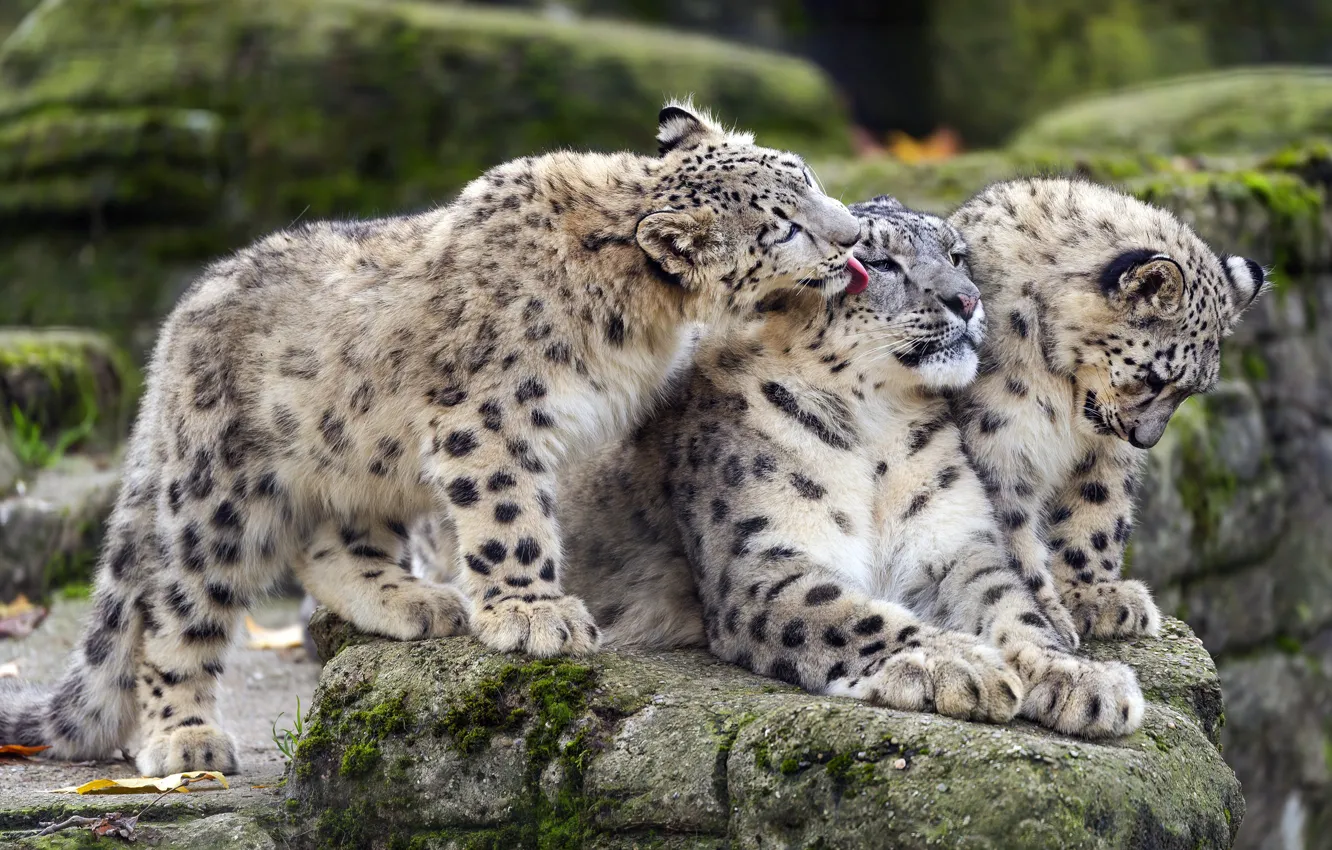 Photo wallpaper language, stones, each, together, snow leopard, cub, trio, snow leopards