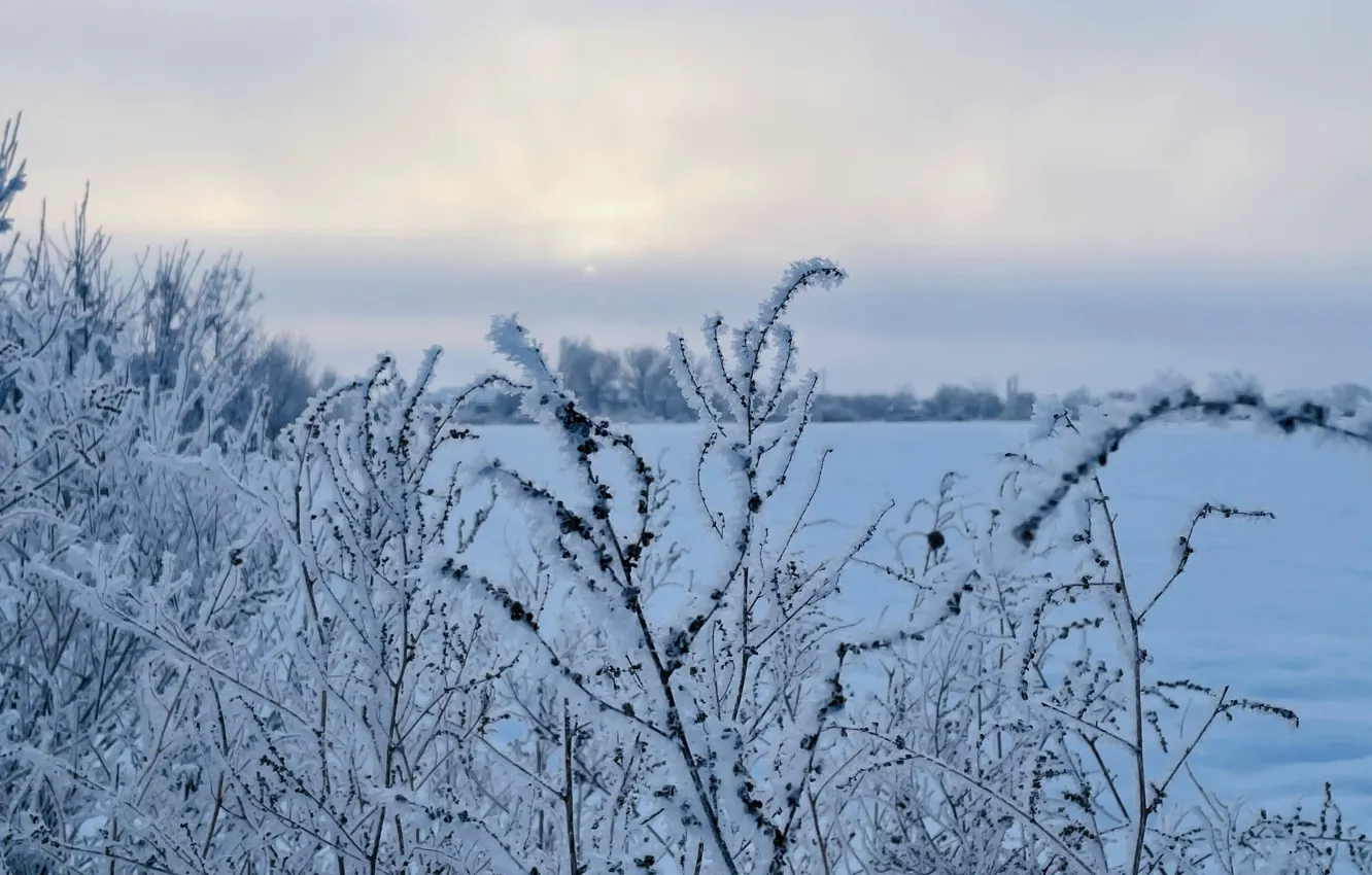 Photo wallpaper frost, morning, frost