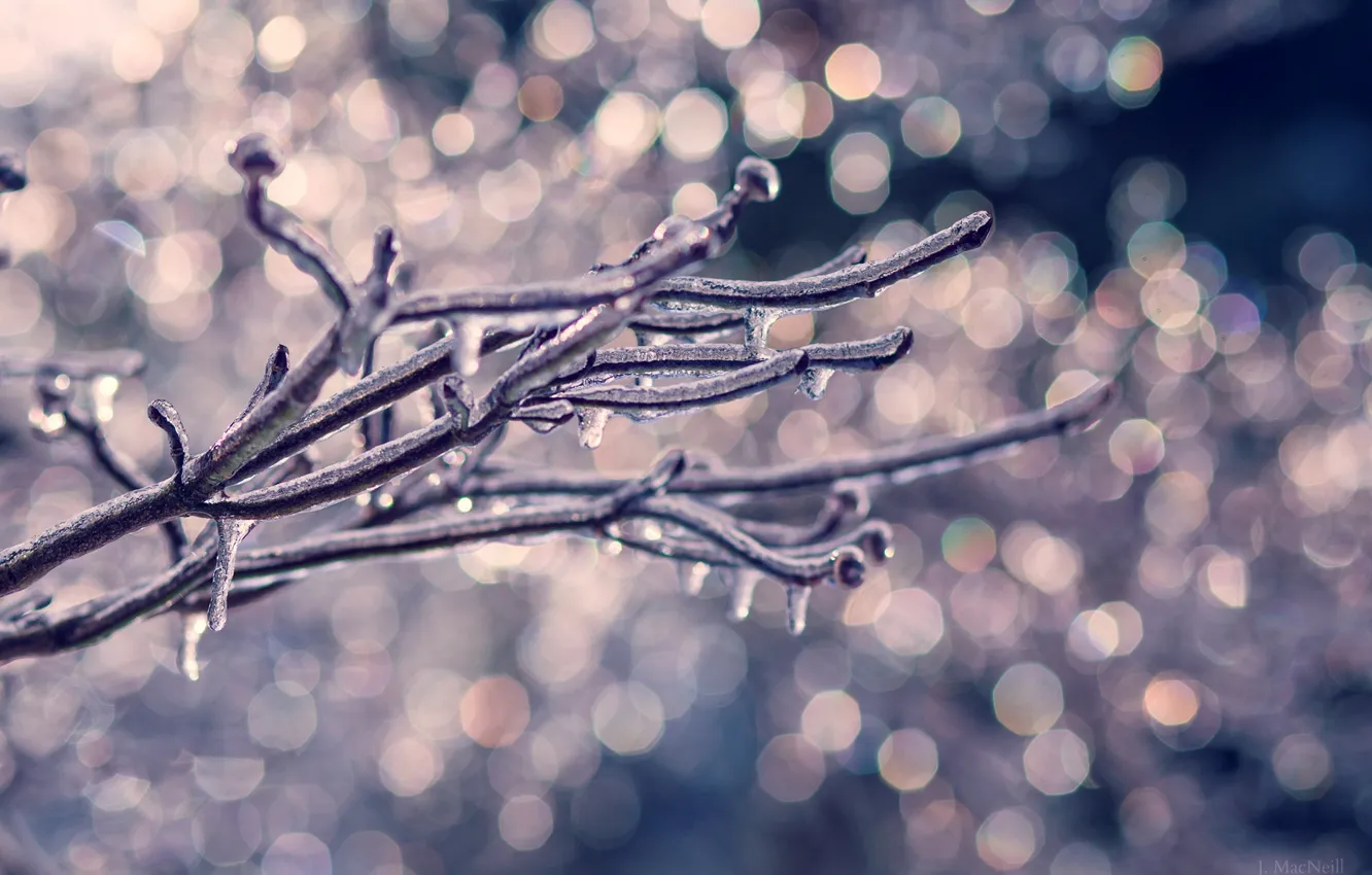 Photo wallpaper ice, winter, drops, macro, nature, tree, branch, bokeh