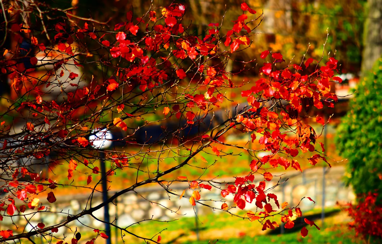 Photo wallpaper Autumn, Park, Fall, Park, Autumn, Red leaves, Red leaves