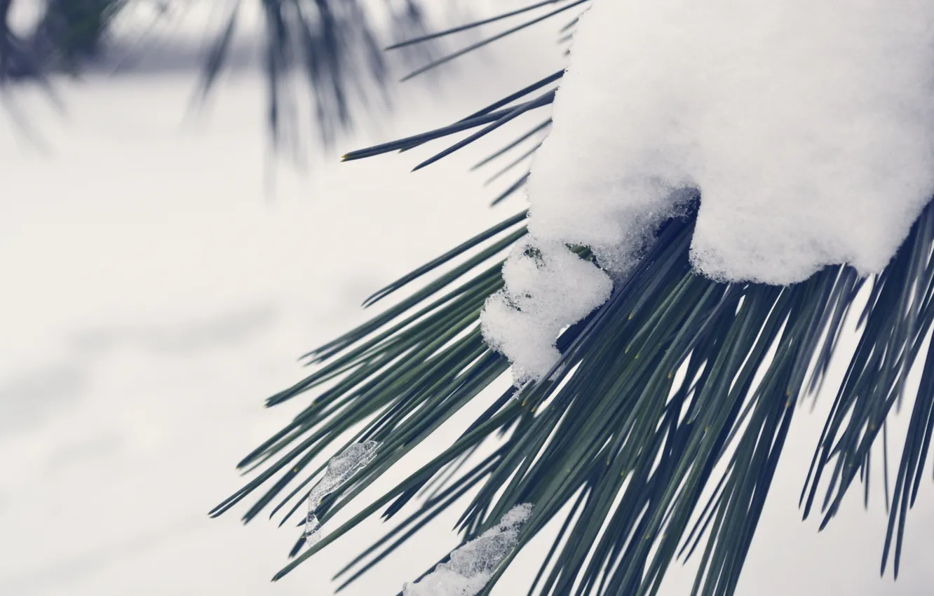 Photo wallpaper tree, spruce, Christmas, New Year, 2013, new year tree