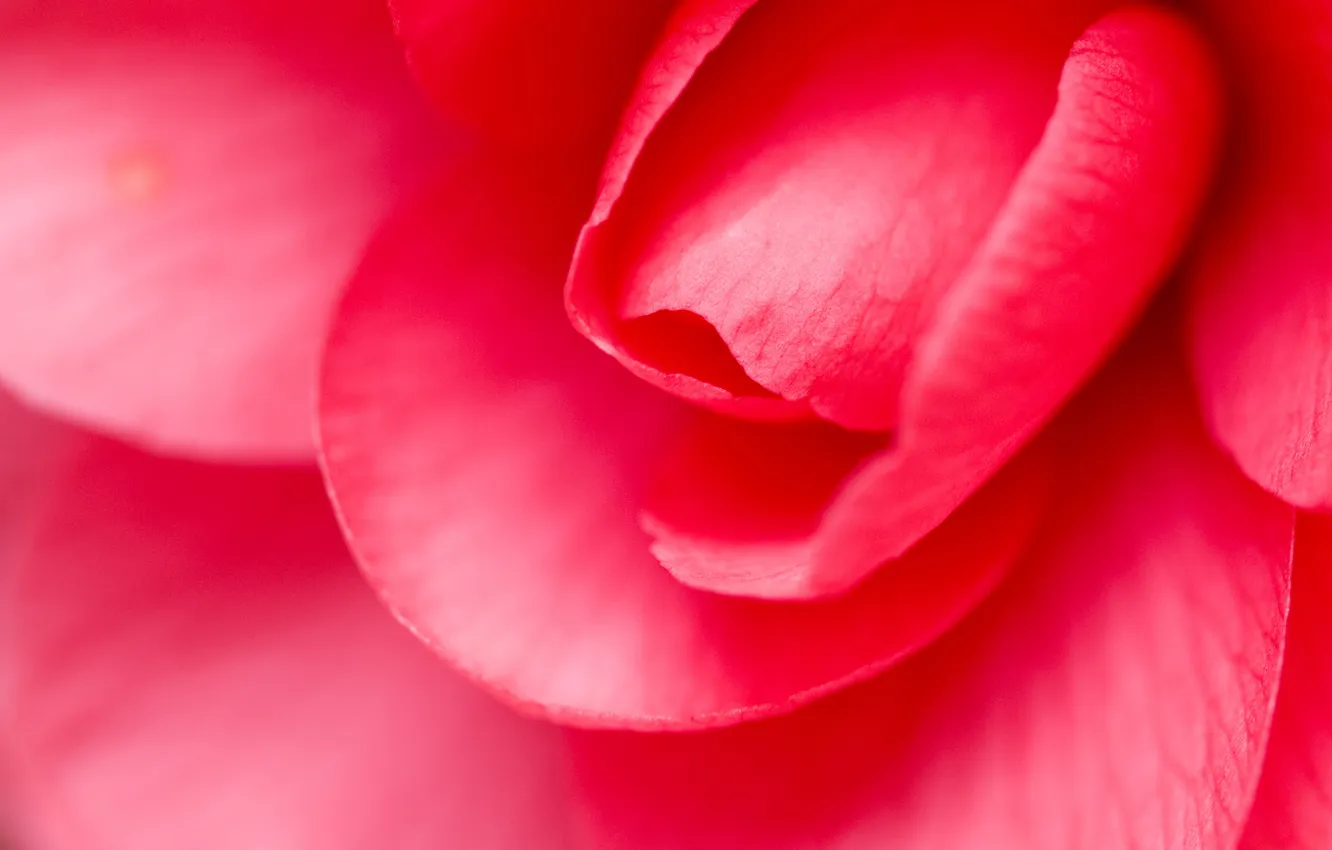 Photo wallpaper roses, petals, pink