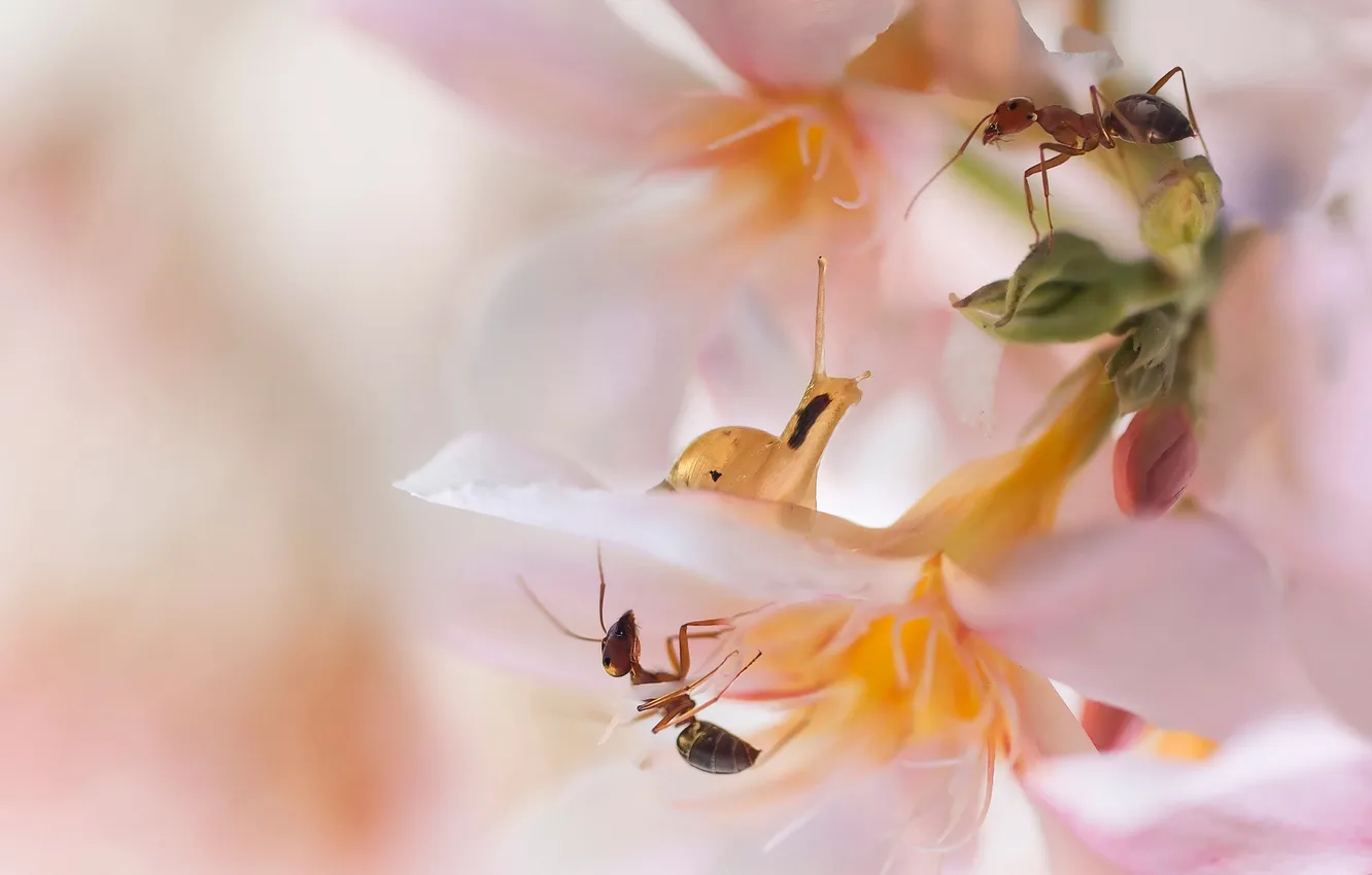 Photo wallpaper flower, pink, snail, ants