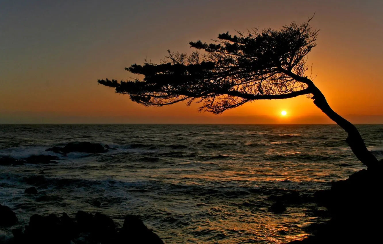Photo wallpaper sea, wave, sunset, tree, crooked
