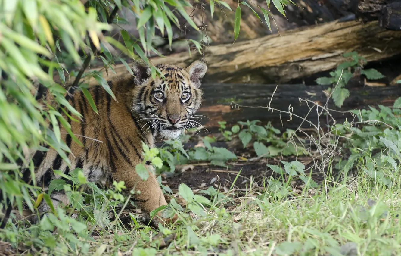 Photo wallpaper grass, leaves, branches, nature, tiger, animal, vegetation, predator