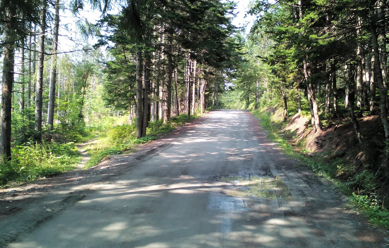 Photo wallpaper road, forest, summer, trail, green
