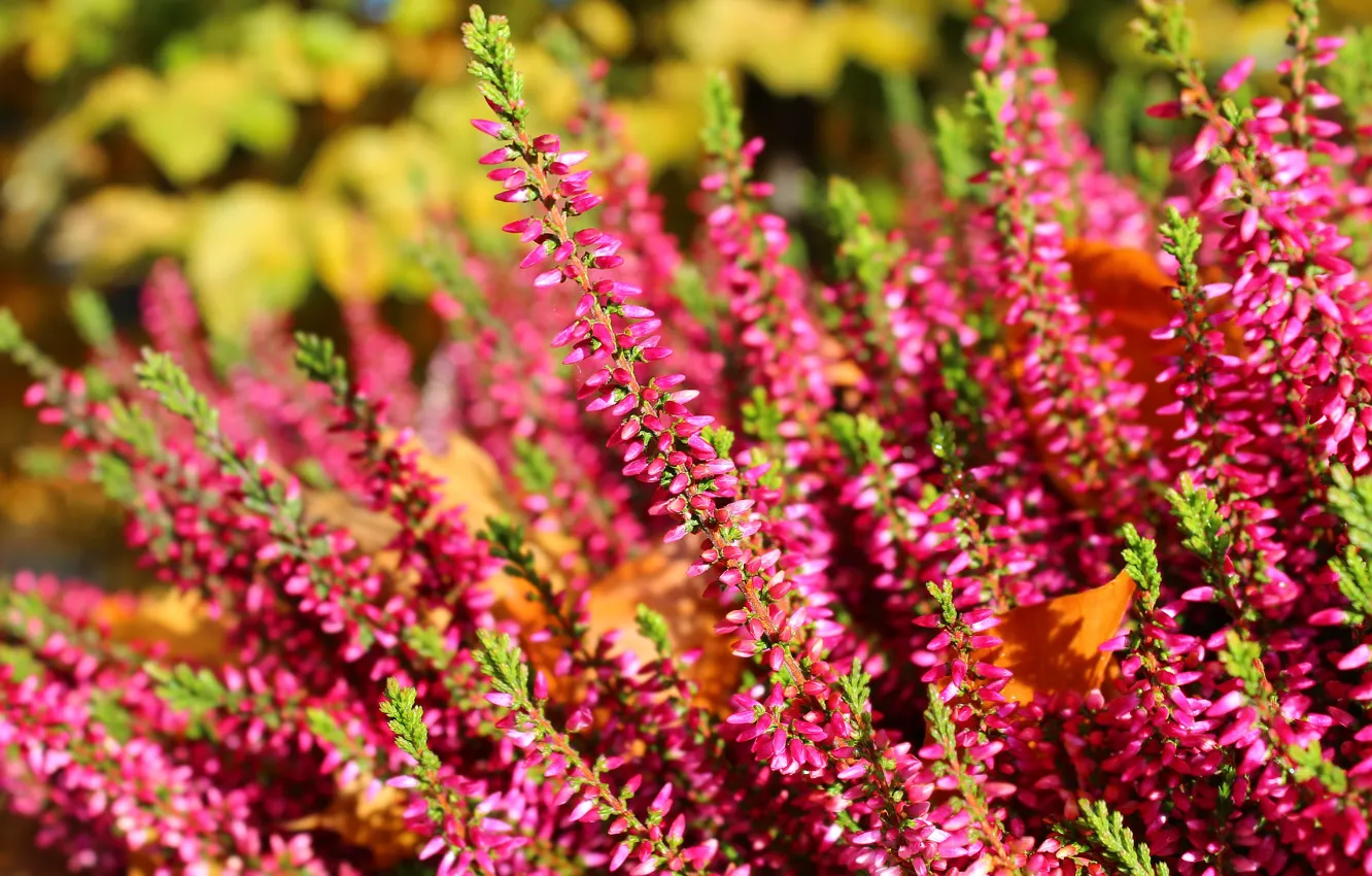 Photo wallpaper flower, autumn, blooming