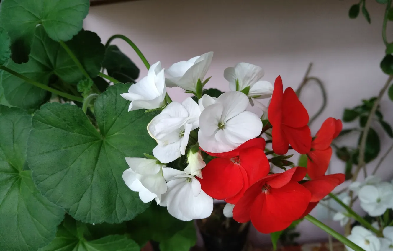 Photo wallpaper Flowers, pelargonium, Red flowers, White flowers, Red flowers, White flowers, Pelargonium