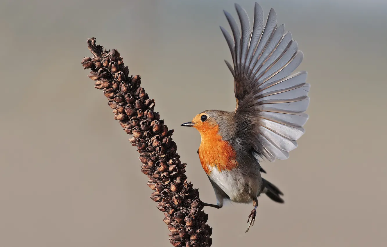 Photo wallpaper background, bird, wings