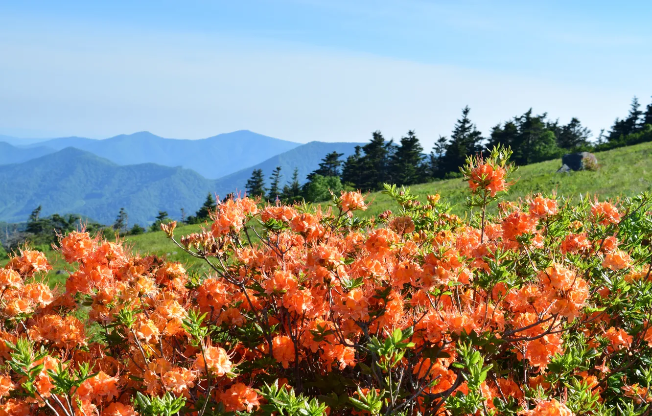 Photo wallpaper flowers, mountains, orange, the bushes, rhododendrons