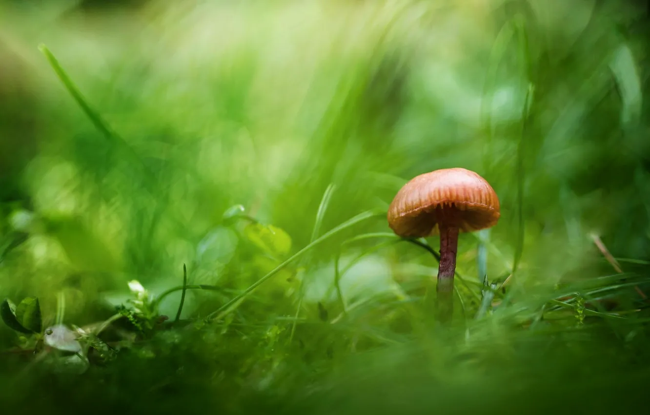 Photo wallpaper greens, grass, mushroom